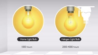 Incandescent and Halogen Lamps [upl. by Atekahs]