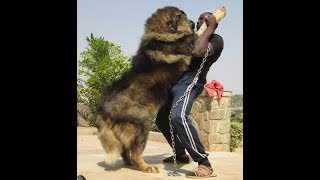 Biggest Caucasian shepherd dogs at Petlove kennels Nigeria [upl. by Asselem925]