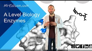 Enzymes Part 1  Structure function and rates  A Level Biology [upl. by Nosiaj]