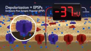 Hyperpolarization and depolarisation  neurone membrane  BioPsychology [upl. by Marta533]