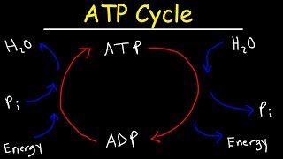 ATP Cycle [upl. by Dnomayd325]