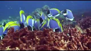 Blue Tang Surgeonfish Acanthurus coeruleus [upl. by Ettolrahs]