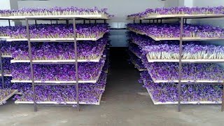 How to Farming Saffron Saffron agriculture processVertical Saffron production [upl. by Mellisa303]