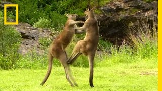 Kangaroo vs Kangaroo  National Geographic [upl. by Miett]