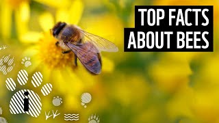 Top 10 Facts About Bees  Animal Fun Facts  WWF [upl. by Kalila164]