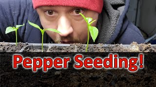 Starting Pepper Seeds Indoors  How When and Why Part 1 of 3 [upl. by Eiveneg740]