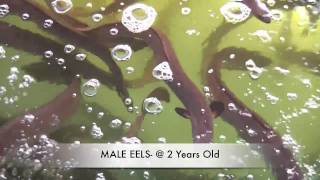 How To Grow Eels EEL FARMING IN AUSTRALIA [upl. by Yessac481]