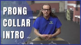 Intro to Prong Collars  How to Dog Training [upl. by Auqenwahs]