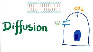 Diffusion Simple and Facilitated [upl. by Lacey764]