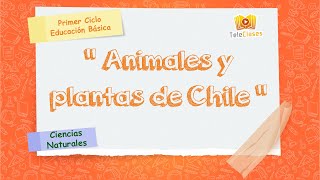 1º BÁSICOCIENCIAS  Animales y plantas de Chile [upl. by Zelde355]