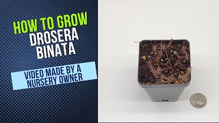 How To Grow Drosera Binata Carnivorous Plant Grow Guide OLD [upl. by Fleischer310]