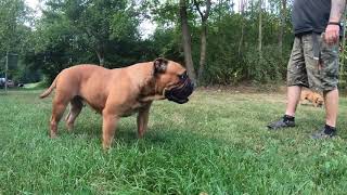 quot Fuji quot  Continental Bulldog   Asgards Pride Bulldogs  Full HD [upl. by Wendalyn]