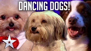 DANCING DOGS  Britains Got Talent [upl. by Anattar]