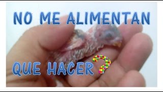 CRIA DE PERIQUITO NO ALIMENTADOque hacer en esos casos [upl. by Lucrece69]