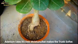 Adenium Plant Soft Caudex Problem [upl. by Yovonnda104]