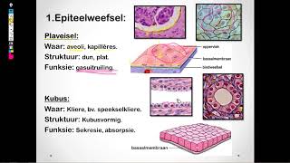 Lewenswetenskappe GR10 Diereweefsels Les1 [upl. by Mauldon]