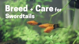 How To Breed  Care for Swordtails Easy and Simple [upl. by Kciderf]