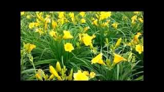 Best Perennials Hemerocallis Stella de Oro Daylily [upl. by Hobart]