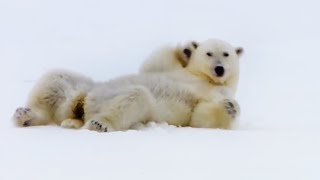 Top 5 Silliest Animal Moments  BBC Earth [upl. by Noemis]