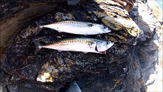 Shore Fishing  Spinning for Mackerel  Tips for Beginners [upl. by Layton]