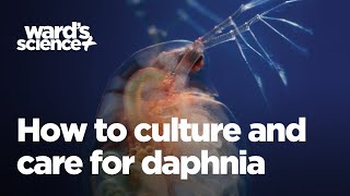 Caring and Culturing for Daphnia [upl. by Eidnac]