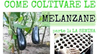 COME COLTIVARE LE MELANZANE  La semina in semenzaio [upl. by Greenes]