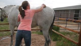 How to Bathe Your Horse [upl. by Redvers]