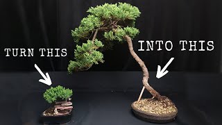 Bonsai Development  2020  GET BIGGER THICKER TREES [upl. by Arbmat641]