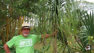 HOW TO GROW PONYTAIL PALMS  All you need to know about Beaucarnea species [upl. by Nwahsir159]