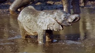 Elephants Empire 🐘 Baby Elephant  Elephant Documentary  Natural History Channel [upl. by Dlaniger480]