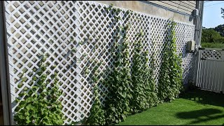 How to build trellis for a climbing plant [upl. by Grose]