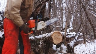 Cutting a little firewood  A few things to look out for [upl. by Marty245]