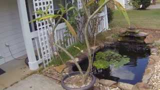 How To Trim Your Plumeria Tree  Plumeria Care [upl. by Nicholle]