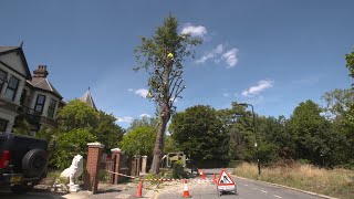 What is Pollarding and why do we do it Tree Surgery with Essex Tree Care [upl. by Strickman]