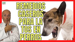 MI PERRO TIENE TOS ¿QUE LE PUEDO DAR 🟣 7 REMEDIOS CASEROS Y NATURALES PARA CURAR LA TOS EN PERROS [upl. by Loyce]