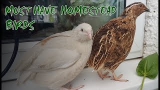 6 Reasons to Keep Quail  Perfect Homestead Birds [upl. by Ana15]