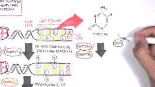 DNA Methylation and Cancer [upl. by Nauj]