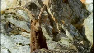 Le bouquetin  Parc de la Vanoise  Alpes françaises  haute surveillance [upl. by Addam]