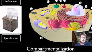 Compartmentalization [upl. by Charin]