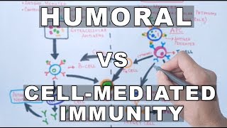 Humoral and Cell Mediated Immunity [upl. by Ecinaej]