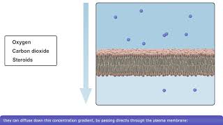 Detailed Animation on Simple Diffusion [upl. by Ford3]