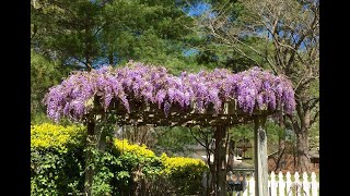 Wisteria Growing Guide amp UPDATE on one grown from bare root  Ep 63 [upl. by Notnel]