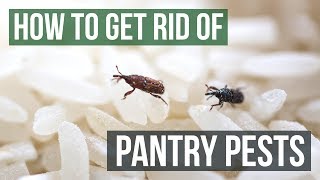 How to Get Rid of Pantry Pests Guaranteed 4 Easy Steps [upl. by Boland]