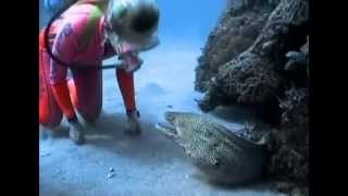 Valerie Taylor Befriends a Spotted Moray Eel [upl. by Jeremie]