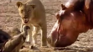 Lion vs Hippo  Wildlife on One  BBC Studios [upl. by Natalya]