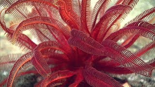 Facts The Feather Star [upl. by Daenis]