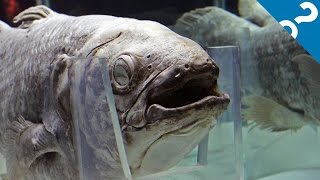 5 Bizarre Facts About the Coelacanth  What the Stuff [upl. by Ahsienor723]