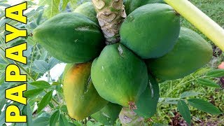 6 Tips How to Grow Papaya Perfectly in the Ground amp Containers [upl. by Osi]