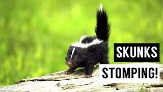 Baby SKUNKS Stomping Compilation [upl. by Abdulla]