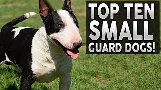 Top 10 SMALL Guard Dog Breeds [upl. by Anipsed147]